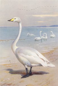 Singschwan