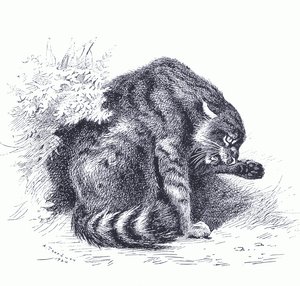 Wildkatze, aus Thorburns Säugetiere, veröffentlicht von Longmans und Co, ca. 1920