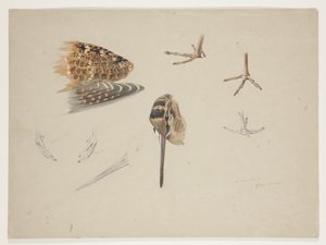 Schnabel, Füße und Flügel der Waldschnepfe, ca. 1915 von Archibald Thorburn