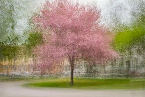 Verschwommener rosa Frühlingsbaum
