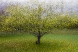 Träumender Grüner Baum