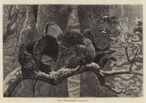 Die triumphierenden Truthähne von Arthur Boyd Houghton