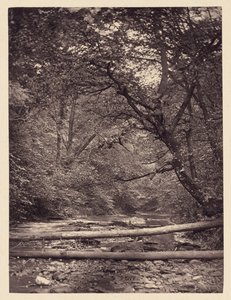 Gefallene Bäume im Wald von Arthur Brown