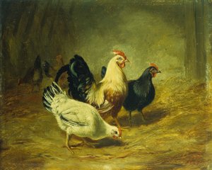 Geflügelfütterung