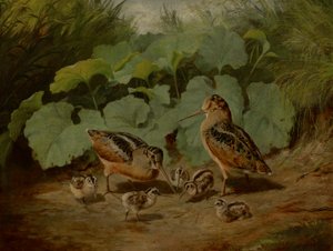 Waldschnepfe und Jungvögel