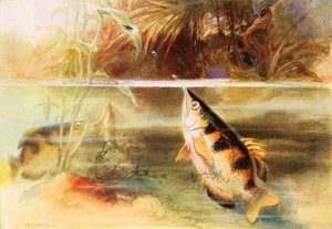 Ein Sportler unter Fischen