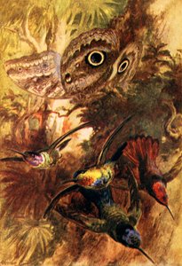 Der Eulenfalter