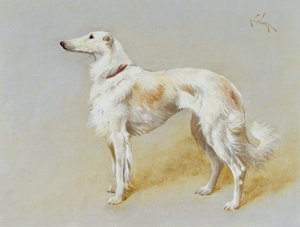 Ein Borzoi-Hund