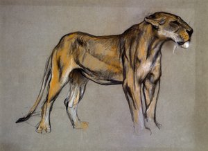 Eine Löwin, ca. 1900
