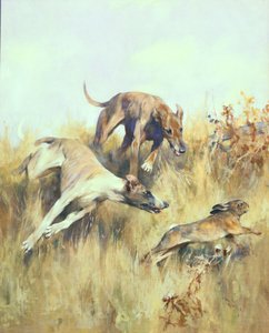 Windhunde auf der Jagd