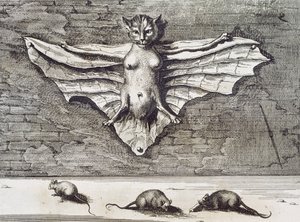 Cattus volans, 1667 von Athanasius Kircher