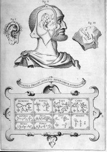 Menschliches Gehör und andere Tierarten - Aus „Musurgia Universalis“ von Athanasius Kircher, Rom 1600 von Athanasius Kircher