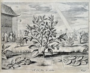 Der Kamelienbaum - in „China“ von Athanase Kircher (oder Athanasius Kircheri)