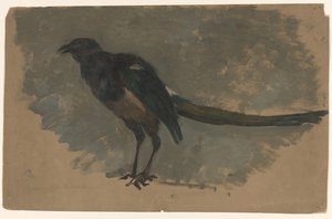 Studie einer Elster von August Allebe