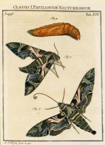 Schmetterling Daphnis neri / Rösel v. R. von August Johann Rösel von Rosenhof