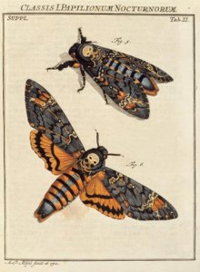 Schmetterling, Totenkopf / Rösel v. R. von August Johann Rösel von Rosenhof