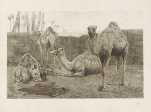 Kamele von August Le Gras