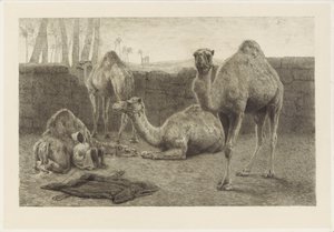 Kamele von August Le Gras
