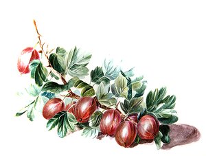 Stachelbeeren