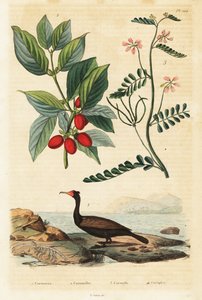 Kormoran, Kornelkirsche und Skorpionswicke