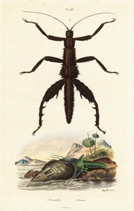 Dornteufel-Wanderstock und Australische Fasanenmuschel von Auguste Dumenil