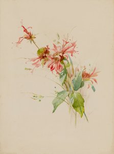 Bergamotte oder Bienenbaum, spätes 19. bis frühes 20. Jahrhundert von Austa Densmore Sturdevant