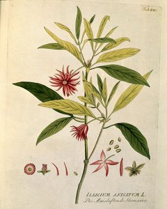 Botanik: „Sternanis“ (Illicium anisatum), Tafel aus „Medicinalium secundum Linnaei digestarum“ von Joseph Jacobi Plenck (1735-1807) 1788-1803, Privatbesitz