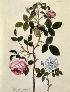 Botanik: Rose mit hundert Blättern (Rosa centifolia) Tafel aus „Medicinalium secundum Linnaei digestarum“ von Joseph Jacobi Plenck (1735-1807) 1788-1803 Private Sammlung