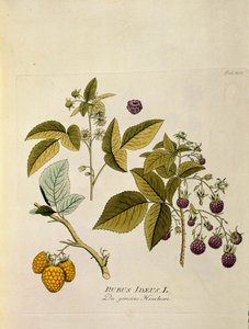 Botanik: „Himbeere“ (Rubus idaeus) Tafel aus „Medicinalium secundum Linnaei digestarum“ von Joseph Jacobi Plenck (1735-1807) 1788-1803 Privatsammlung