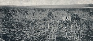 Plantacao de Mandioca, 1895 von Axel Frick