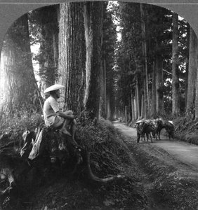 Die heilige Straße nach Nikko, Japan (1905) von B. L. Singley