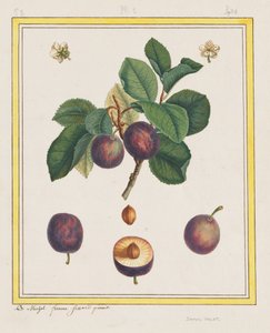 Damaskus-Pflaume