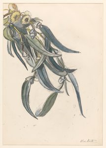 Blühender Zweig eines Eukalyptus