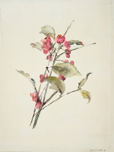 Rosa Blumen