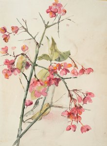 Rosa Blumen von Barbara Leigh Smith Bodichon