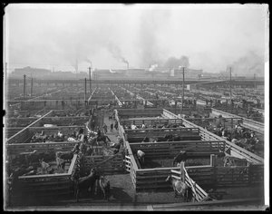 Viehgehege in den Union Stock Yards, Chicago, Illinois, USA, um 1900 von Barnes and Crosby