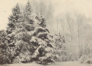 Landschaft mit Tannen im Schnee
