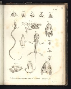 Sceleta Strenis Lacertinae et Protei Mexicani, Tafel XIV, Osteologie der Sirenomelie und Axolotl von Baron Friedrich Alexander von Humboldt