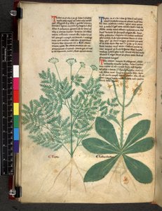 Egerton 747 f.101v Tractatus de Herbis, ca. 1280-1310