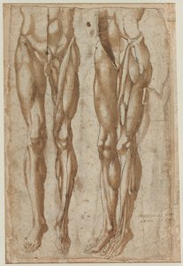 Zwei Studien eines gehäuteten Mannes recto Studie eines gehäuteten Torsos verso, 1554