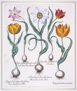 Tulipa Lutea Lituris Aureis, Gebrochene gelbe Sylvestris-Tulpe, 1613 von Basil Besler