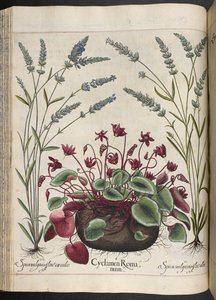 Tafel 347: Cyclamen Romanum, aus Hortus Eystettensis, von Basilius Besler