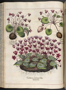 Tafel 348: Alpenveilchen. Hortus Eystettensis, Basilius Besler, 1613