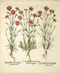 Sorten von Caryophyllus Sylvestris, veröffentlicht in Hortus Eystettensis von Basilius Besler