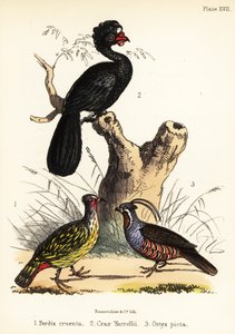 Blutfasan, Wattelhokko und Bergwachtel. 1855 (Lithografie) von Bauerrichter