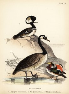 Kanadagans, Mandarinente und Haubentaucher. 1855 (Lithographie) von Bauerrichter