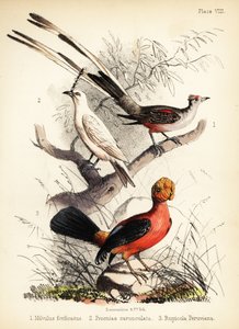 Schwanzmeise, Weißbauch-Glockenvogel und Anden-Felsenhahn von Bauerrichter