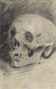 Studie eines Schädels