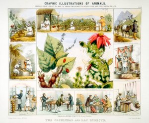 Cochenille- und Lackinsekten, um 1850