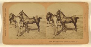 Elegante Rennpferde, Toronto-Ausstellung, Kanada